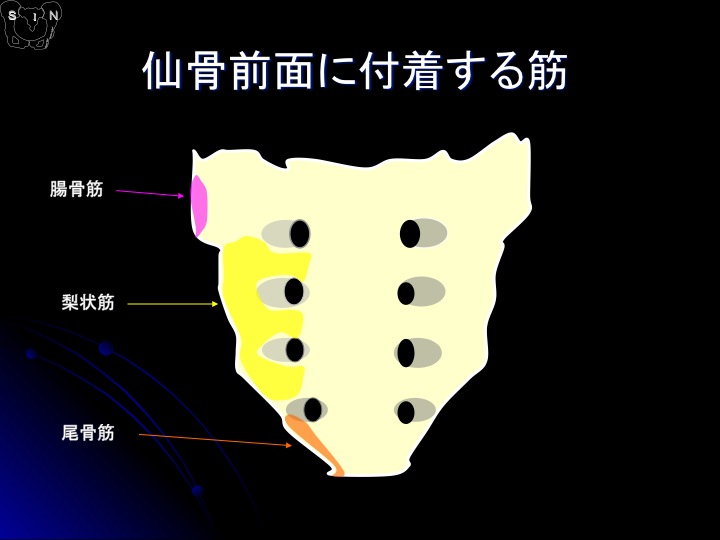 SIN法 参考資料