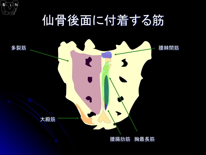 SIN法 参考資料